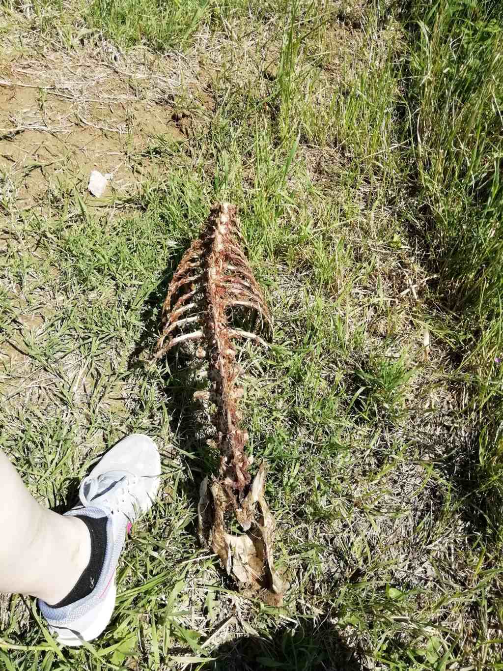 Riconoscimento scheletro